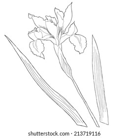 One iris.Sketch black and white.Vector illustration