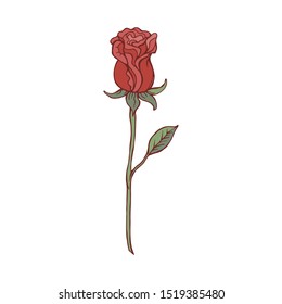 One isolated red rose on white background. Vector illustration.
