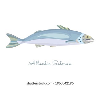 One Isolated Salmon fish made in flat style. Colored Salmon without outlines, with light glare and shadows. Fresh fish, product, healthy protein sea food with high level of Omega 3 acids.