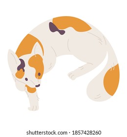 One kitten with orange and brown spots in relaxed pose isolated on white. Vector cat character hand drawn in cartoon style