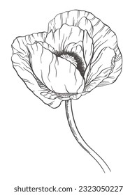 One large hand drawn outline poppy. Lush flower on long curved stem. Elegant plant linear element. Open blooming bud. Big thin petals. Vintage detailed botanical illustration. Decorative art sketch