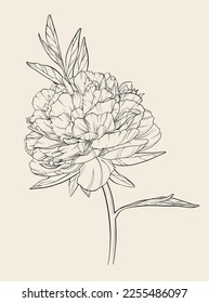 One large vector peony flower with several leaves on a thin stem. Linear composition with detailed vintage flower. Decorative art element for advertising banner layout design, trendy textile prints.