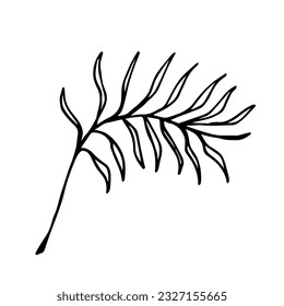 A one leaf of cat palm plant isolated on a white background. Indoor plant. Line art, hand drawn. Doodle illustration