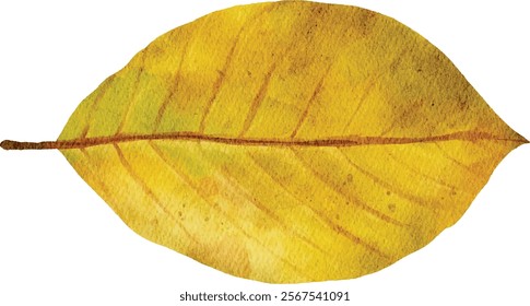 one leaf clover. Watercolor illustration on white background. vector water color leaf.