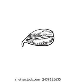One leaf hand drawn engraved icon. Natural fragrant herbal tea or condiment foliage sketch. Vector botanical floral decoration single element isolated on white. Agricultural or wild plant line art