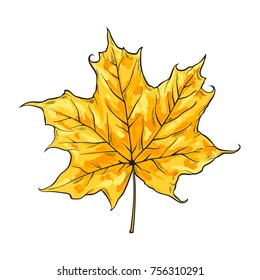 One leaf of maple, vector illustration isolated on white background