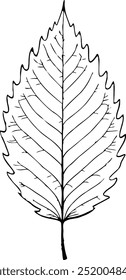 One Leaf  on Black and White Vector Background