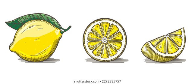 One lemon and two lemon slices isolated on white background. Vegetarian, organic food. Vector Illustration. 