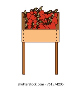 one level supermarket shelf with apples in colorful silhouette with thin black contour