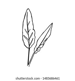 One Line The Banana Leaf. Continuous line tropical plant In a Modern Minimalist Style. Vector Illustration. For printing on t-shirt, Web Design, beauty Salons, Posters and other things