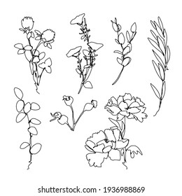 One line botanical set, hand drawn herb isolated on white background, line vector art