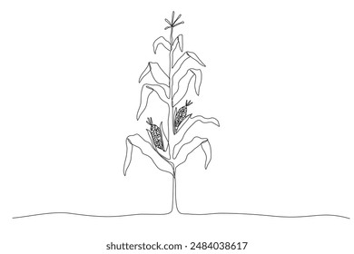 One line corn plant. Hand drawn growing maize. Vector continuous outline isolated illustration