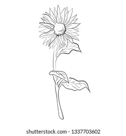 one line draw sun flower vector illustration 