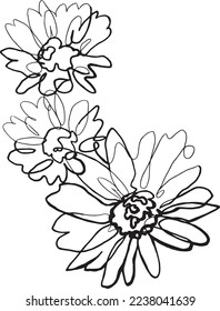 One line drawing Chamomile