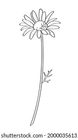 Dibujo de una línea. Camomile de campo con tallo. Esbozo dibujado a mano. Ilustración vectorial.	