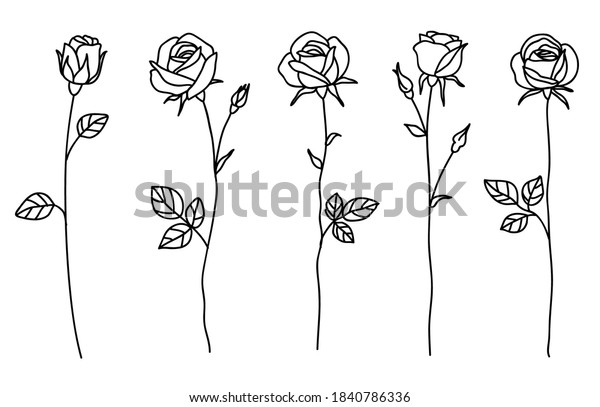 One Line Drawing Garden Rose Leaves Stock Vector (Royalty Free) 1840786336