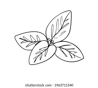 One Line Drawing Mint Leaf Vector Drawing, Isolated On White. Minimalist Black Linear Peppermint Sketch.
Hand Drawn Sketch Thin Outline Shape. Abstract Continuous Line Art 