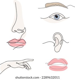 
One line drawing set: ear, eye, eyebrow, nose, lips and hand