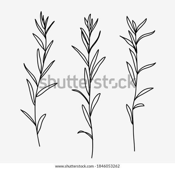 One line drawing. Set of grass with\
stem and leaves. Hand drawn sketch. Vector\
illustration.
