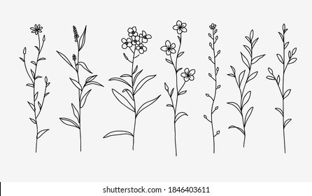 One line drawing. Set of herbs and wild flowers. Hand drawn sketch. Vector illustration.