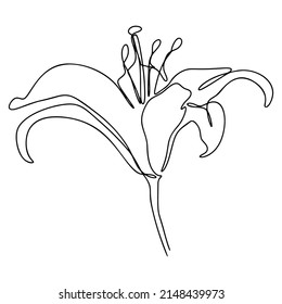 Einzeilige Zeichnung, einzelne zusammenhängende Skizzenblütenlilie