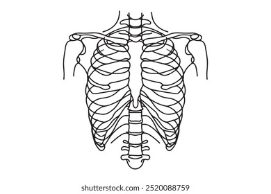 Uma linha desenha a anatomia do peito. Conceito de órgão humano. Ilustração vetorial gráfica de costelas humanas desenho contínuo