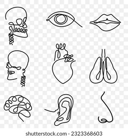 One line human organs set design stock vector