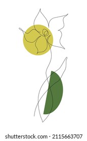 Una línea moderna de dibujo vector de flor narcisa. Cartel de arte botánico de decoración casera