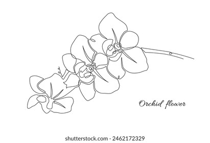 One line orchid flowers illustration. Vector minimalist floral design for greeting card or poster