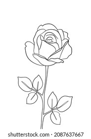 one line sketch roses, minimalism blossom, bloom, inflorescence, abstract pink rose