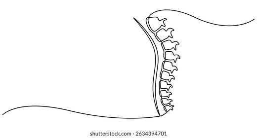 one line spine, Continuous one line drawing bones of human hand.  Wrist bones in single line art vector illustration. Editable stroke, Chiropractor spine. Continuous one line drawing on white back.