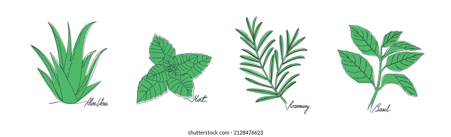 Colección de trazos de vectores de una línea de plantas medicinales, como aloe vera, menta, romero, albahaca - aislada sobre fondo blanco.