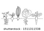 One lines drawing vector ripe vegetables set, black and white sketch of a family of plants growing in the ground, isolated on a white background. Edible harvest one line hand drawn illustration