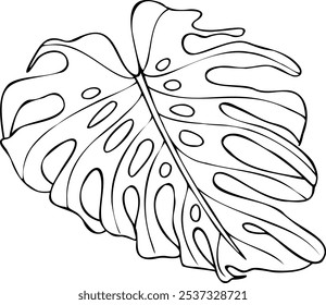 One monochrome leaf of creeper monstera plant vector isolated illustration painted by black inks. Swiss cheese liana realistic graphic sketch. Home plant line art for design, icon.