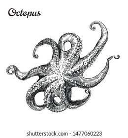 one octopus. vector sketch on a white background