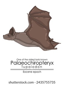 One of the oldest bats known, Palaeochiropteryx Tupaiodon from the Eocene epoch.