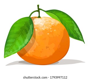 One orange with half  isolated on white background. Vector illustration