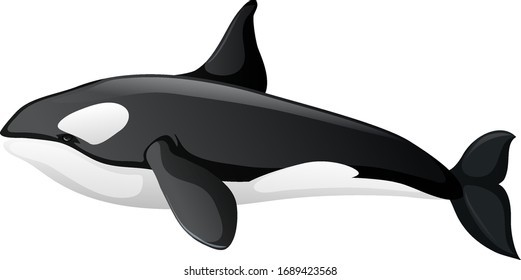 One orca whale on white background illustration