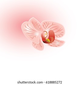 one Orchid pink