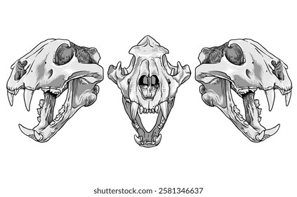 One pack of tiger skulls, black and white clip art vector.