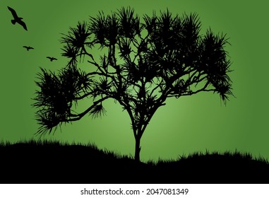 One pandanus tree with green background