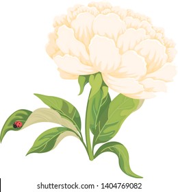 One peony with green leaves and a ladybug. Beautiful white flower bouquet in watercolor style for floral design wedding decoration banners posters greeting cards.