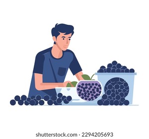 One person picking ripe blue berries in summer isolated