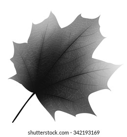 One photorealistic gray maple leaf. Very detailed leaf texture with light, isolated. Vector.