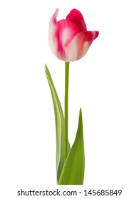 One pink flower isolated on white. And also includes EPS 8 vector