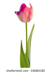 One pink flower isolated on white. And also includes EPS 8 vector