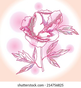 One pink peony. Vector illustration