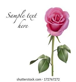 One pink rose isolated on white background. Vector illustration with place copy text.