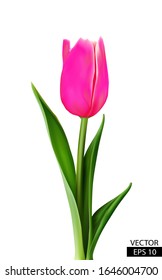 One pink tulip with green leaves isolated