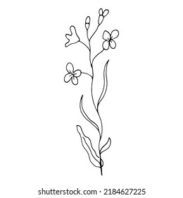Una planta de Rapeseed. Esbozar ilustración vectorial. Para la industria alimentaria, la agricultura, el supermercado